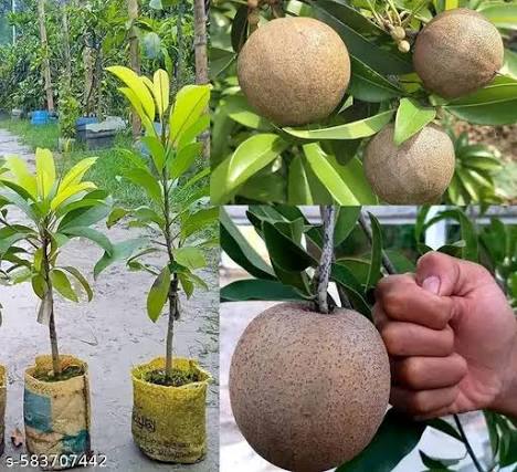 Cricket Ball Sapota Plants — Sapota sapling available at Agro Nursery Garden
